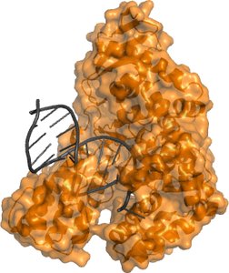 Crystal structure of DNA polymerase from Thermus aquaticus pdb-code: 1QTM, figure constructed using